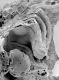 image of Microvictoria svitkoana