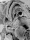 image of Microvictoria svitkoana