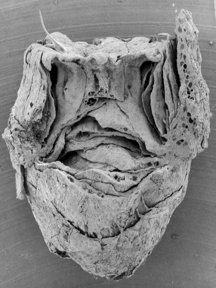Nymphaeaceae Microvictoria svitkoana