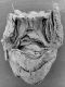 image of Microvictoria svitkoana