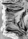 image of Microvictoria svitkoana