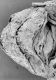 image of Microvictoria svitkoana