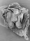 image of Microvictoria svitkoana