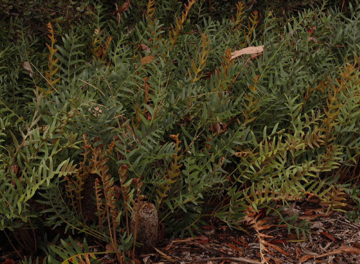Proteaceae Banksia blechnifolia