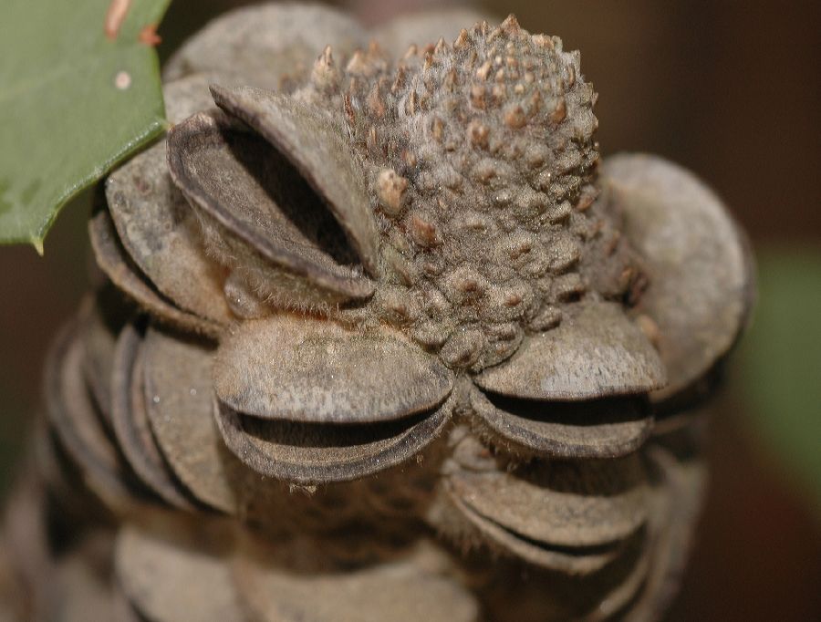 Proteaceae Banksia integrifolia