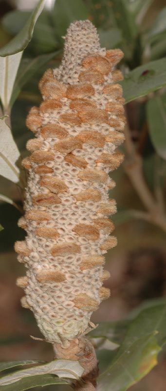 Proteaceae Banksia integrifolia