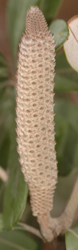 Proteaceae Banksia integrifolia