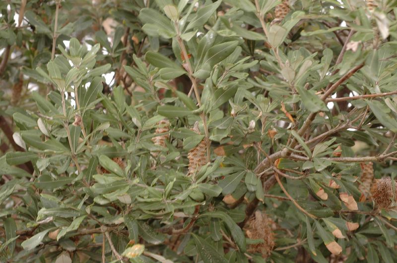 Proteaceae Banksia integrifolia
