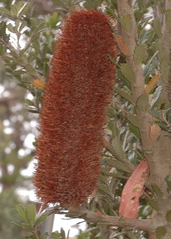 Proteaceae Banksia praemorsa