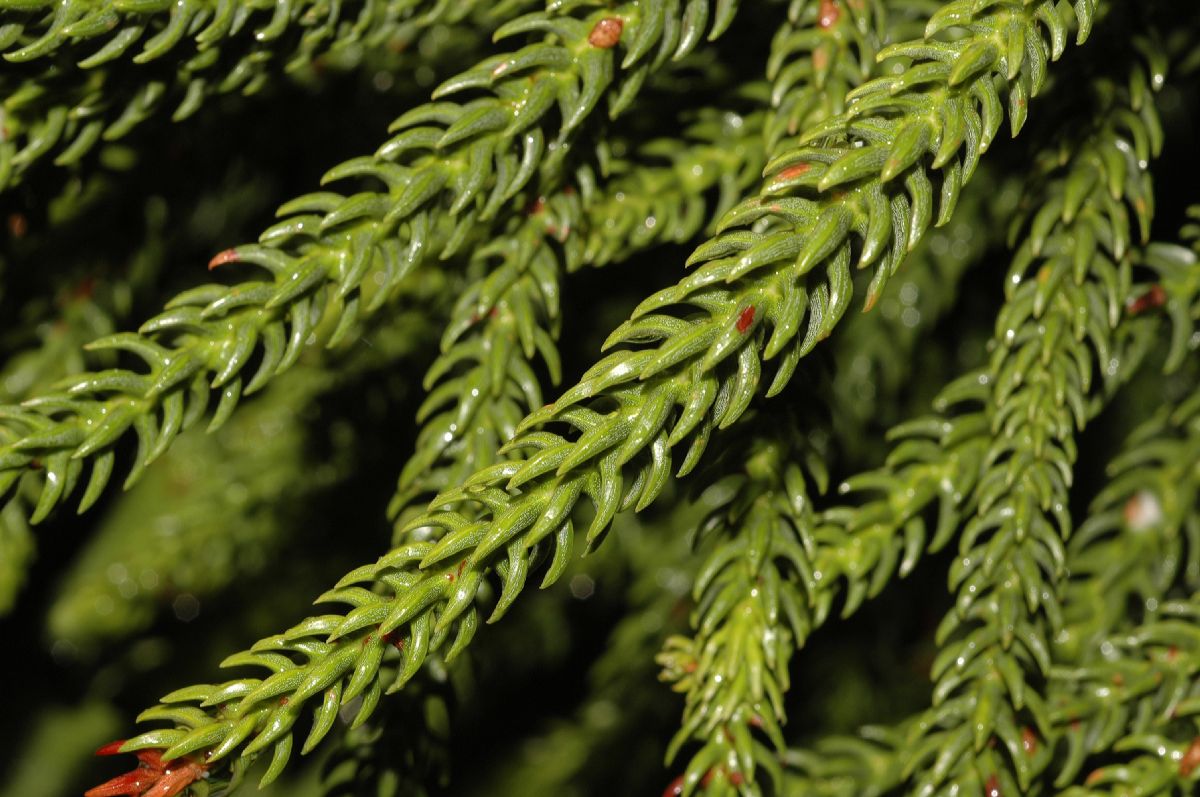 Araucariaceae Araucaria cunninghamii