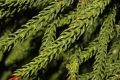 image of Araucaria cunninghamii