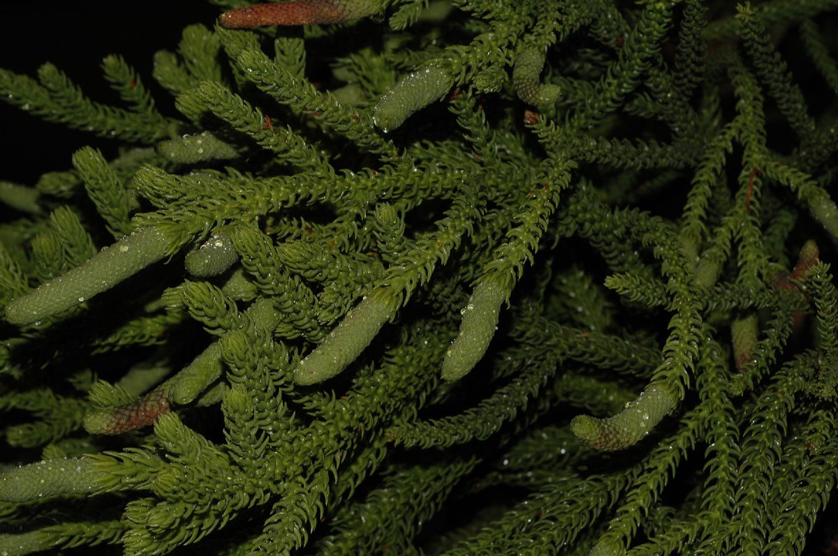 Araucariaceae Araucaria cunninghamii