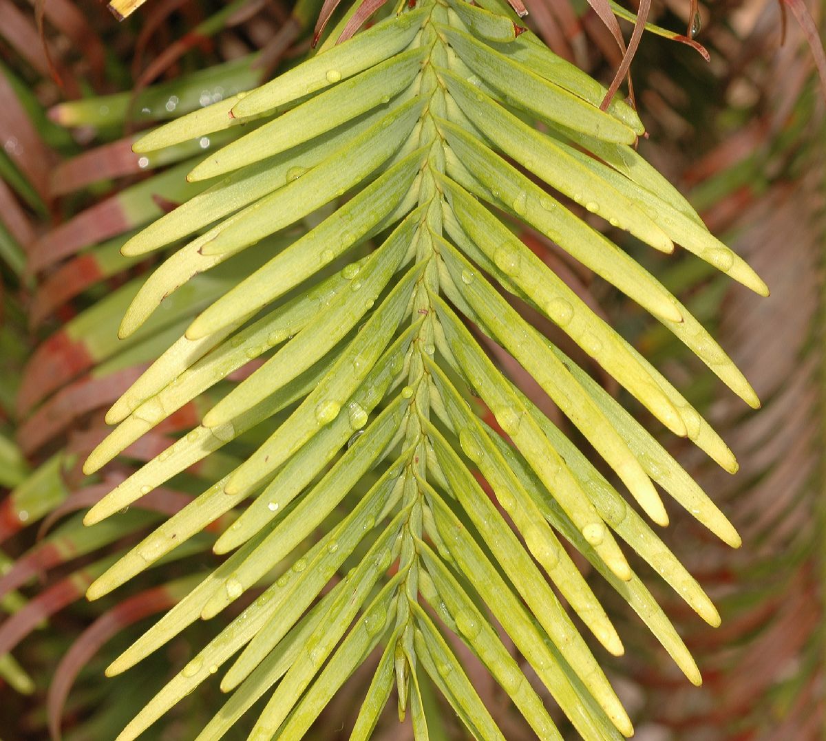 Araucariaceae Wollemia nobilis