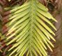 image of Wollemia nobilis