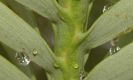 image of Wollemia nobilis