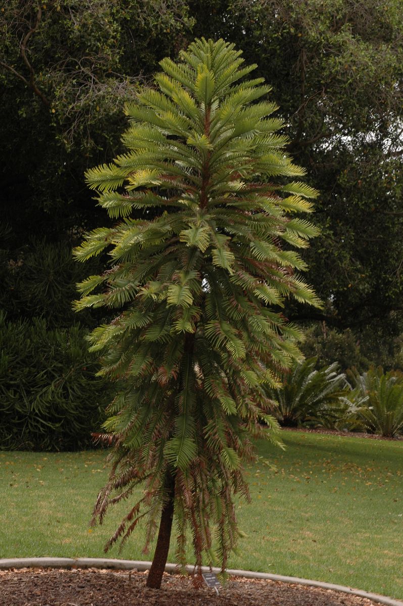Araucariaceae Wollemia nobilis