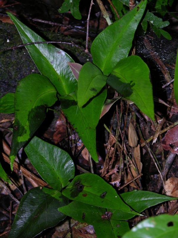 Pteridaceae Adiantum diphyllum