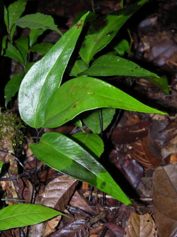 Pteridaceae Adiantum diphyllum