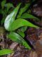 image of Adiantum diphyllum