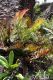 image of Lomariocycas schomburgkii
