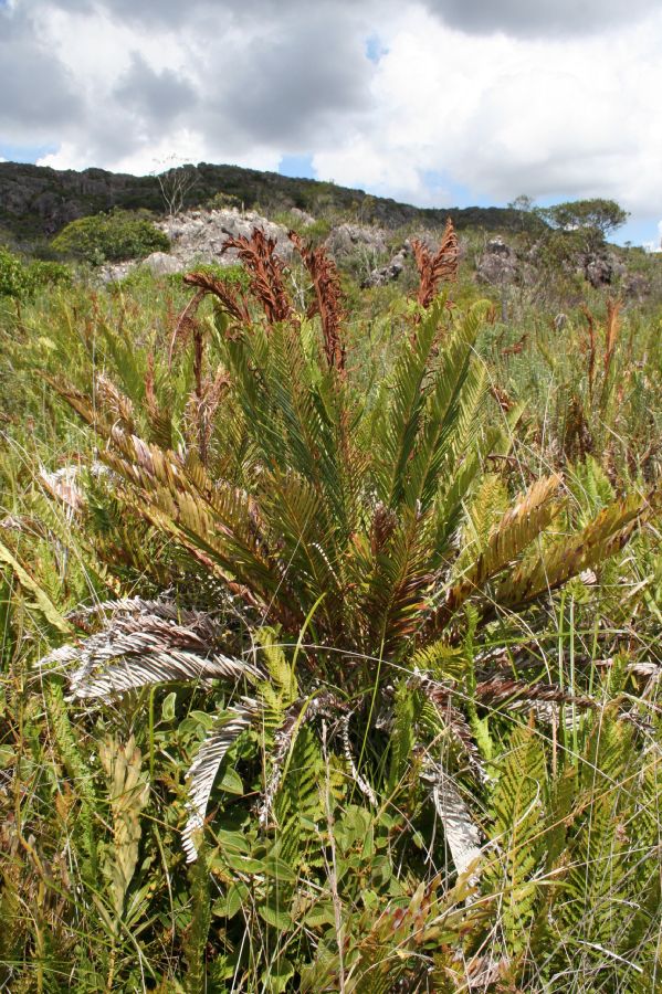 Blechnaceae Lomariocycas schomburgkii