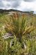 image of Lomariocycas schomburgkii