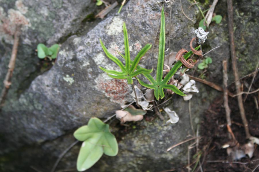 Pteridaceae Doryopteris ornithopus