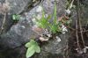 image of Doryopteris ornithopus