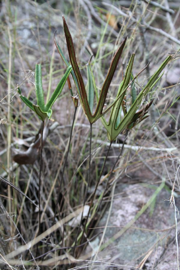 Pteridaceae Doryopteris ornithopus