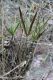 image of Doryopteris ornithopus