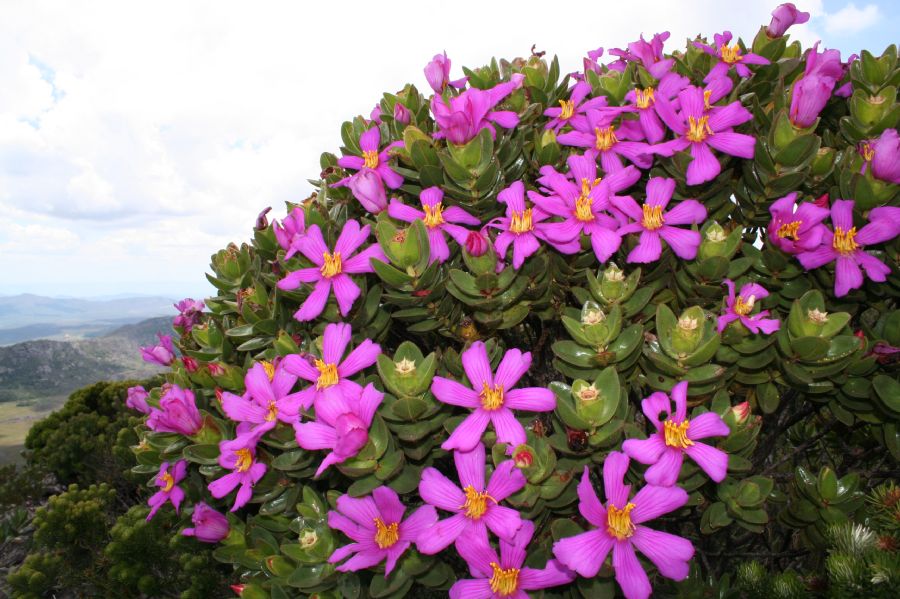 Melastomataceae Lavoisiera harleyi