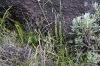 image of Lindsaea stricta