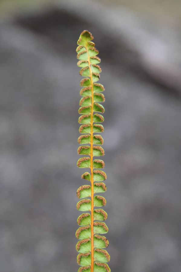 Lindsaeaceae Lindsaea stricta