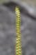 image of Lindsaea stricta