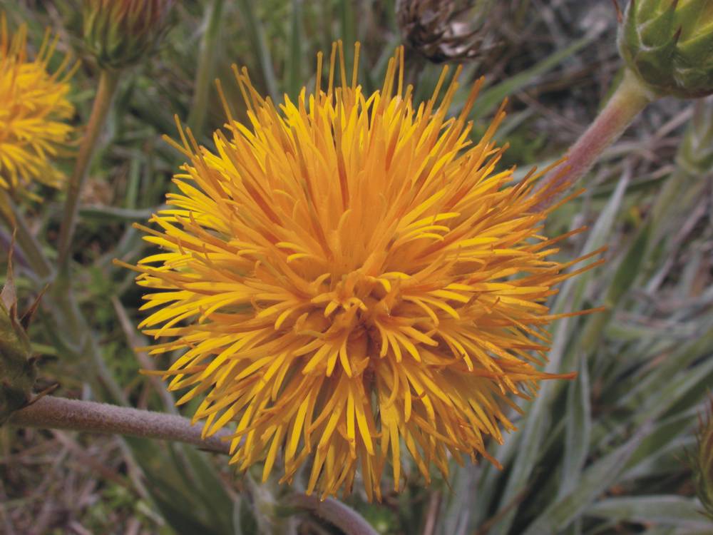 Asteraceae Schlechtendalia luzulaefolia