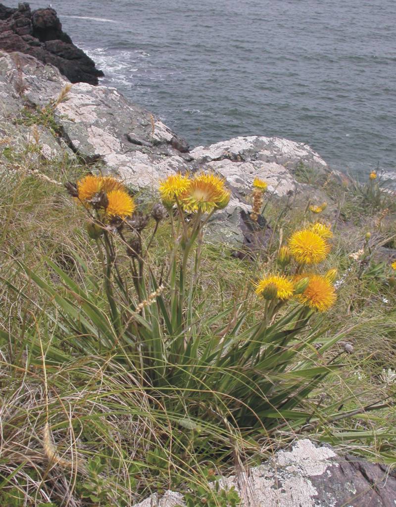 Asteraceae Schlechtendalia luzulaefolia
