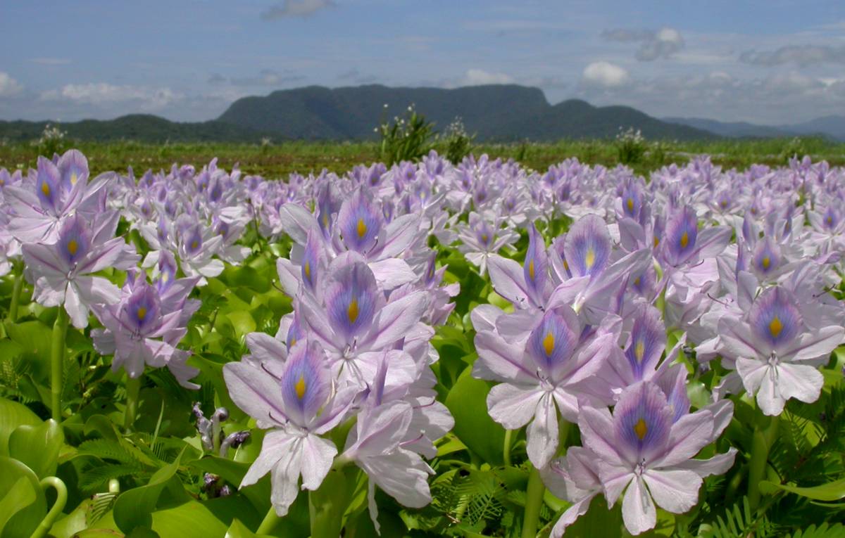 Pontederiaceae Eichornia crassipes
