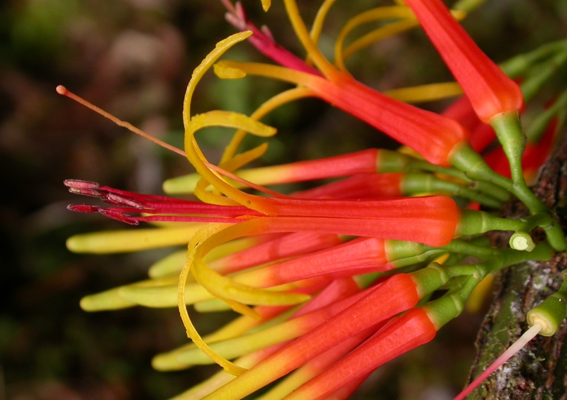 Loranthaceae Psittacanthus ramiflorus