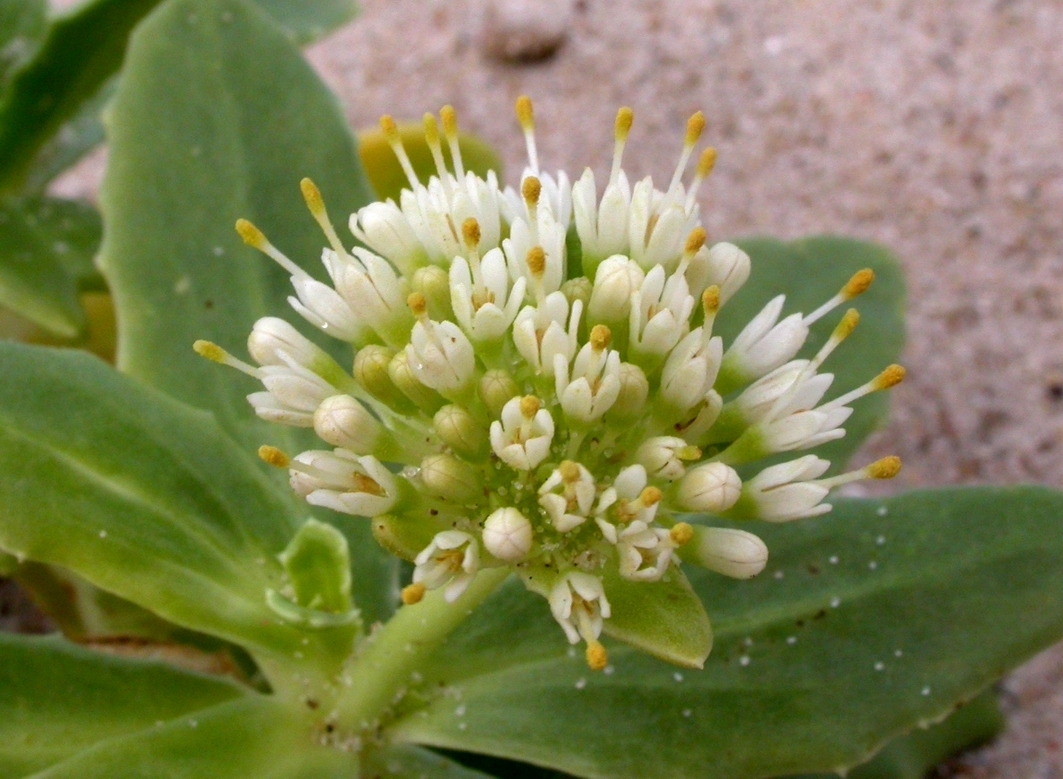 Calyceraceae Calycera crassifolia