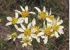 image of Calea cymosa