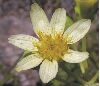 image of Calea cymosa