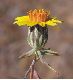 image of Chaetanthera linearis
