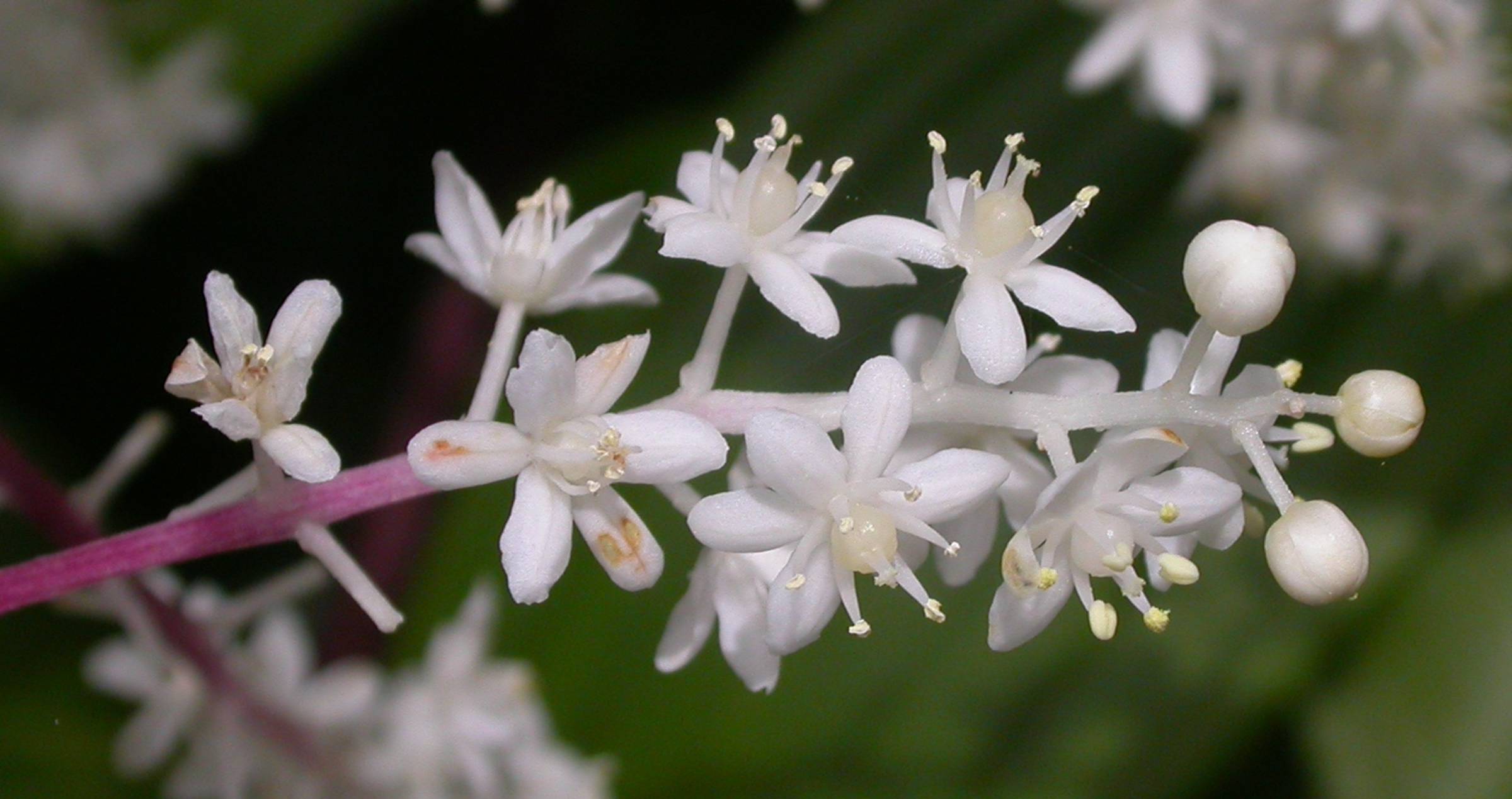 Asparagaceae Maianthemum 