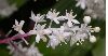 image of Maianthemum 