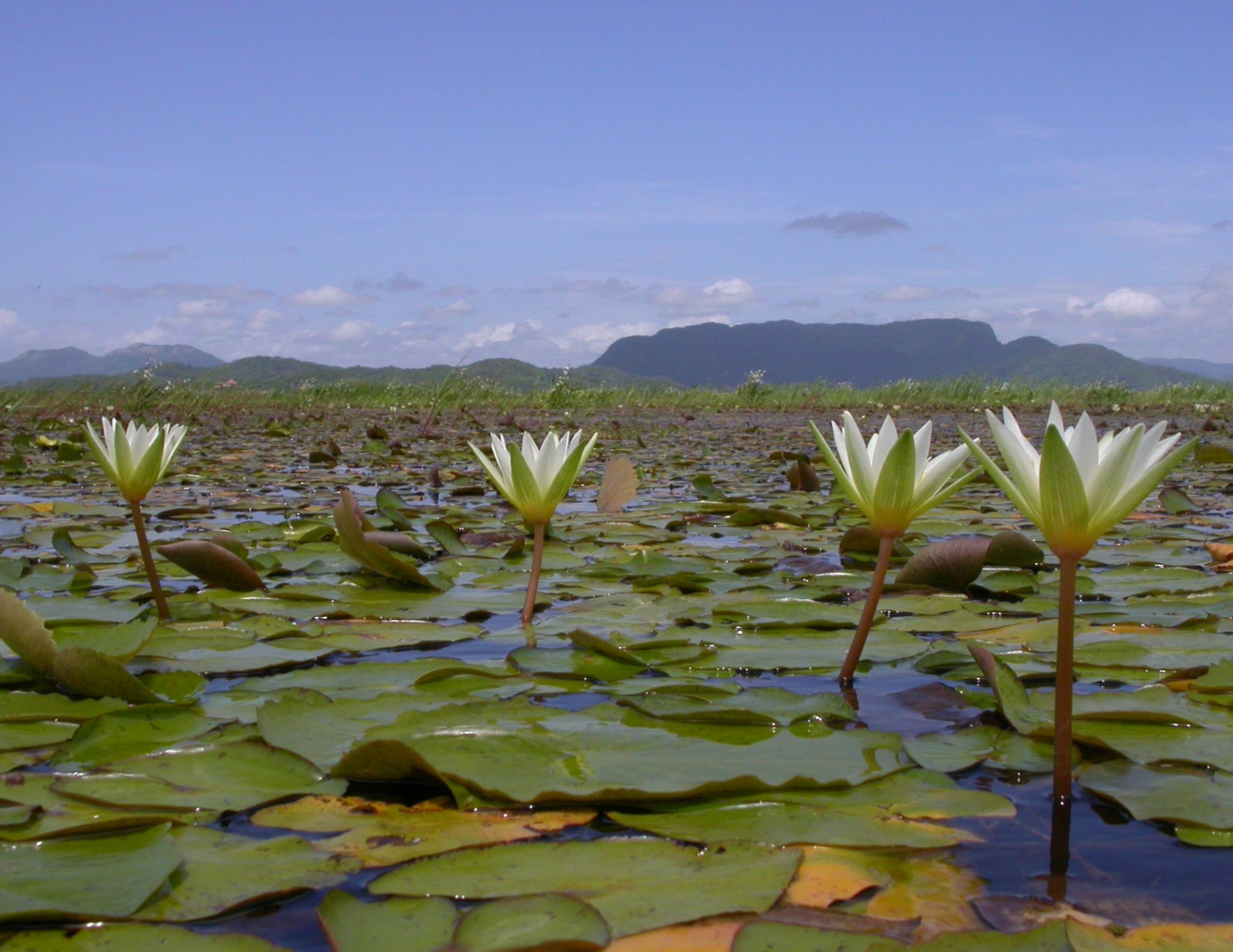Nymphaeaceae Nymphaea 