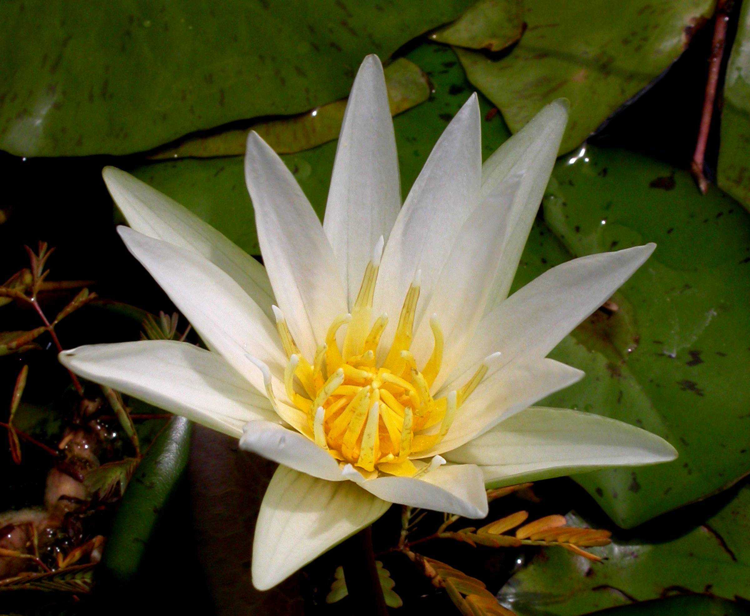 Nymphaeaceae Nymphaea 