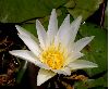 image of Nymphaea 