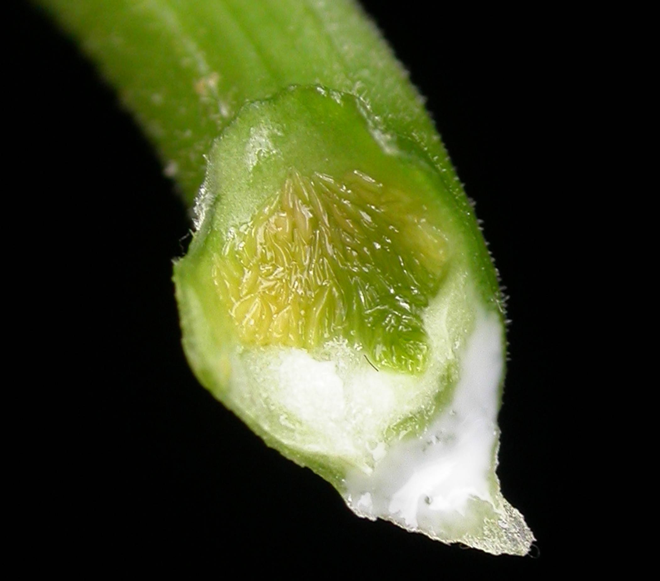 Apocynaceae Stemmadenia 