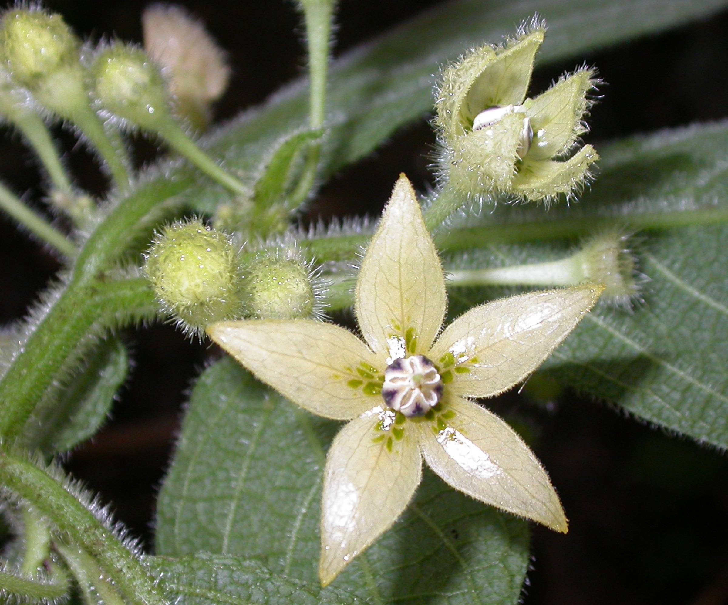 Solanaceae Witheringia 