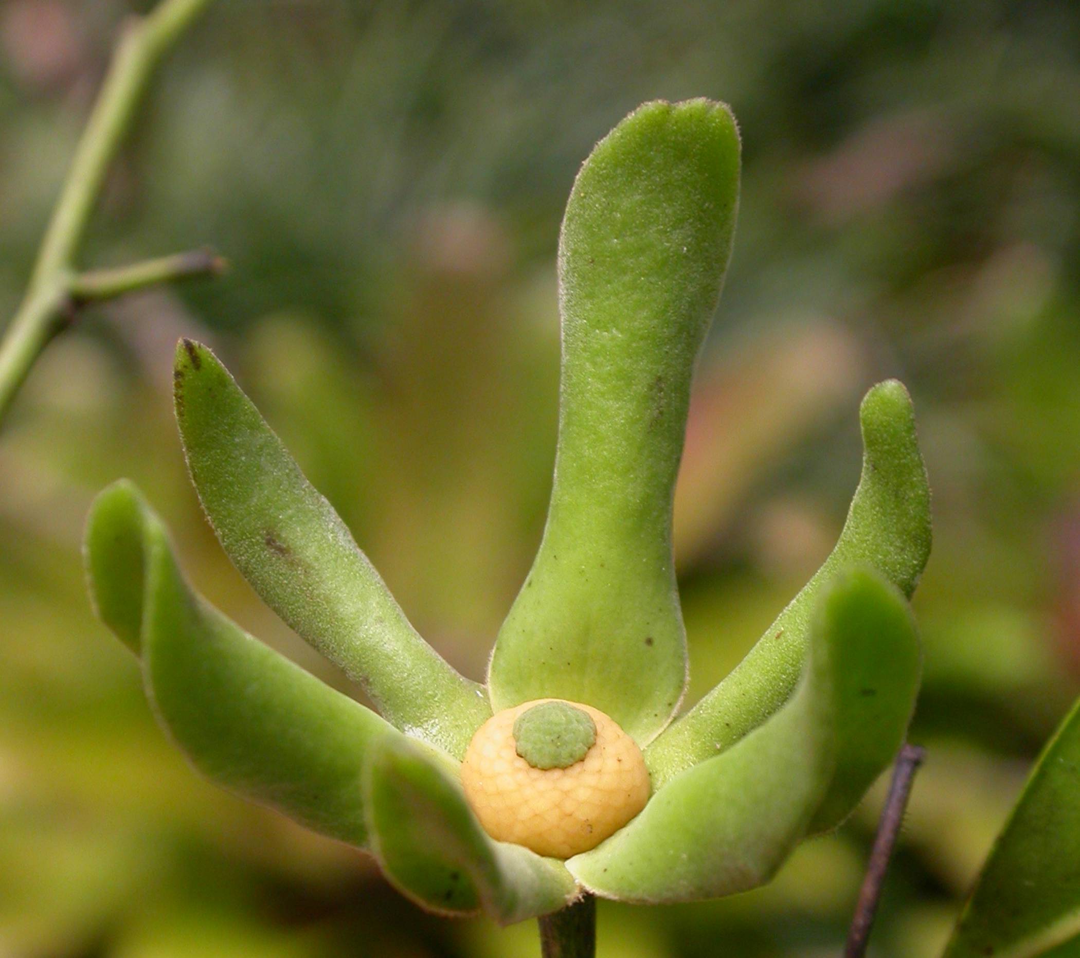 Annonaceae Guatteria 